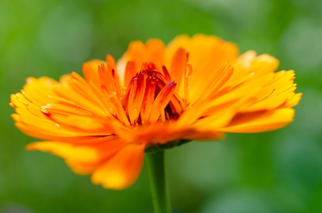 nagietek lekarski  jak wygląda