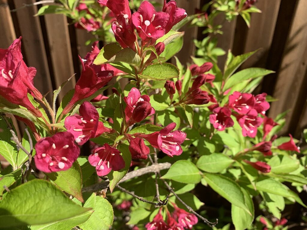 krzewuszka cudowna cięcie