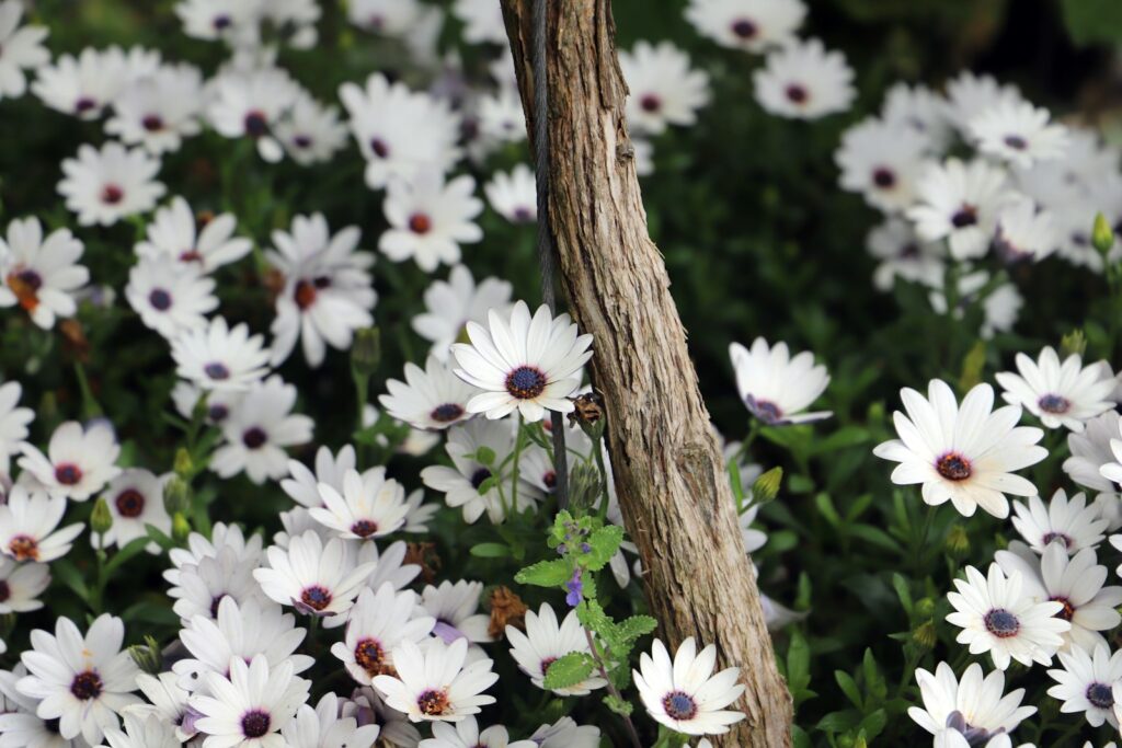 osteospermum stokrotka afrykańska